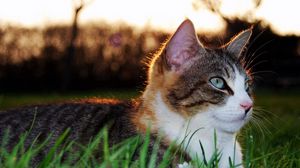 Превью обои кот, трава, взгляд, лежать, пятнистый, полосатый