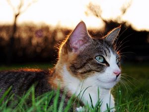 Превью обои кот, трава, взгляд, лежать, пятнистый, полосатый