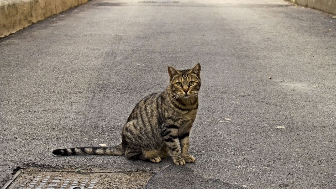Обои кот, тротуар, сидеть, полосатый