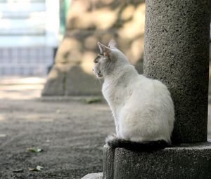 Превью обои кот, улица, сидеть, грусть