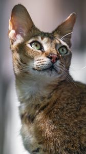 Превью обои кот, уши, глаза, нос, шерсть, котик, животное