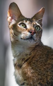 Превью обои кот, уши, глаза, нос, шерсть, котик, животное