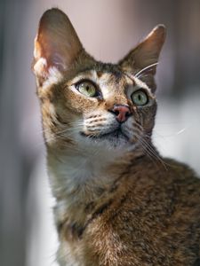 Превью обои кот, уши, глаза, нос, шерсть, котик, животное