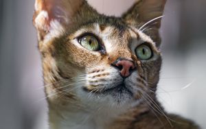 Превью обои кот, уши, глаза, нос, шерсть, котик, животное