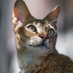 Превью обои кот, уши, глаза, нос, шерсть, котик, животное