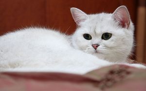 Превью обои кот, уставший, смотреть, белый