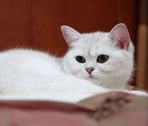 Превью обои кот, уставший, смотреть, белый