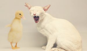 Превью обои кот, утка, белый, желтый, дружба
