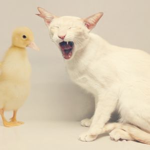 Превью обои кот, утка, белый, желтый, дружба