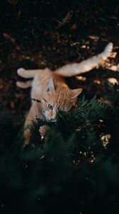 Превью обои кот, ветка, милый, игривый, питомец