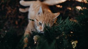 Превью обои кот, ветка, милый, игривый, питомец