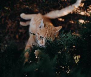 Превью обои кот, ветка, милый, игривый, питомец
