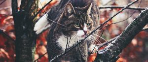 Превью обои кот, ветки, лазать, любопытство, прогулка