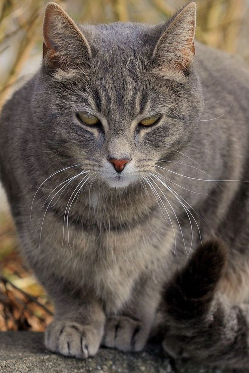 Большие серые коты. Кот серый. Серая дворовая кошка. Большой серый кот. Серая домашняя кошка.