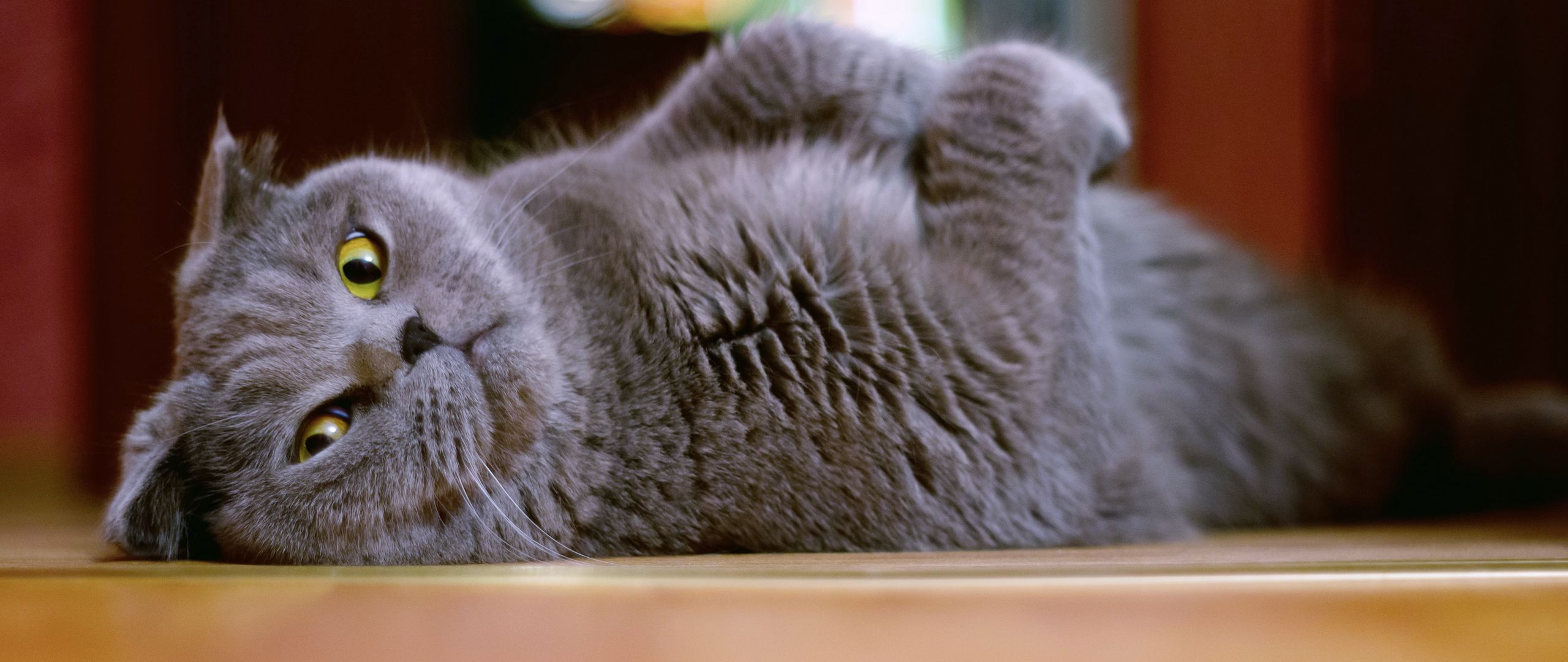 Британский вислоухий  серый кот на рабочий стол