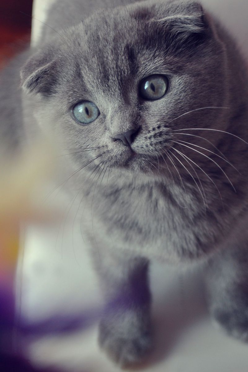 Британский кот с голубыми глазами