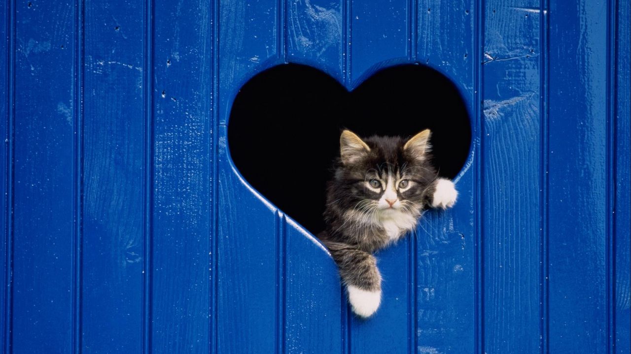 Обои кот, выглядывать, дверь, сердце, деревянный