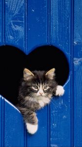 Превью обои кот, выглядывать, дверь, сердце, деревянный