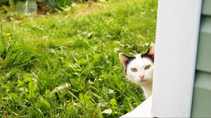 Превью обои кот, выглядывать, трава, окно