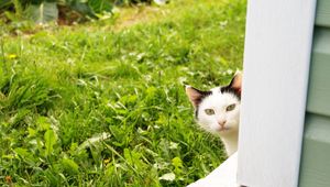 Превью обои кот, выглядывать, трава, окно
