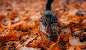 Превью обои кот, высунутый язык, питомец, листва, сухой