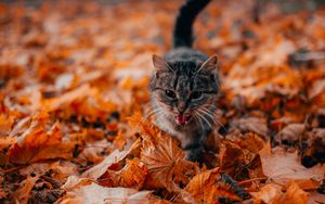 Превью обои кот, высунутый язык, питомец, листва, сухой