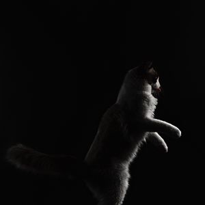 Превью обои кот, высунутый язык, питомец, забавный, черный
