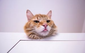 Превью обои кот, высунутый язык, прикольный, пушистый, рыжий