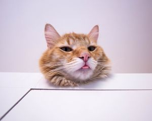 Превью обои кот, высунутый язык, прикольный, пушистый, рыжий