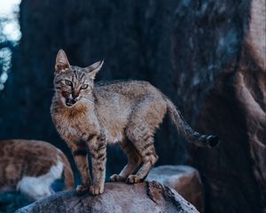 Превью обои кот, высунутый язык, прикольный, дикий, животное
