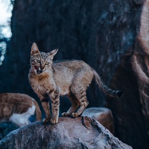 Превью обои кот, высунутый язык, прикольный, дикий, животное
