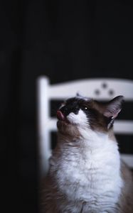 Превью обои кот, высунутый язык, забавный, милый, питомец