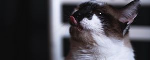 Превью обои кот, высунутый язык, забавный, милый, питомец