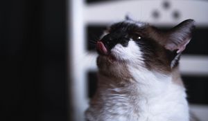 Превью обои кот, высунутый язык, забавный, милый, питомец
