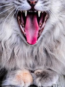 Превью обои кот, высунутый язык, зев, серый, пушистый