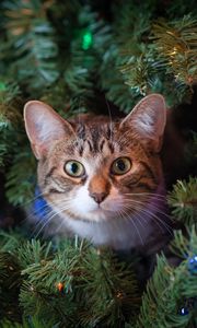 Превью обои кот, взгляд, елка, питомец, новый год
