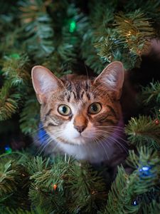 Превью обои кот, взгляд, елка, питомец, новый год