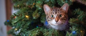 Превью обои кот, взгляд, елка, питомец, новый год