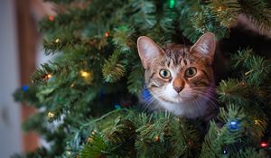 Превью обои кот, взгляд, елка, питомец, новый год