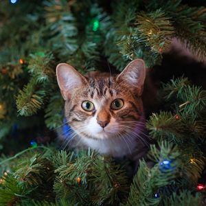 Превью обои кот, взгляд, елка, питомец, новый год