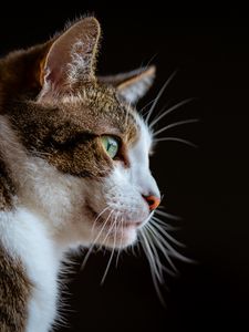 Превью обои кот, взгляд, морда, животное, питомец