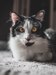 Превью обои кот, взгляд, питомец, пушистый, животное