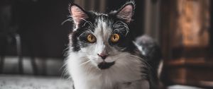 Превью обои кот, взгляд, питомец, пушистый, животное