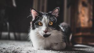 Превью обои кот, взгляд, питомец, пушистый, животное