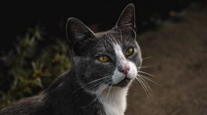 Превью обои кот, взгляд, питомец, серый