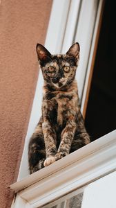 Превью обои кот, взгляд, питомец, окно