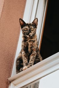 Превью обои кот, взгляд, питомец, окно