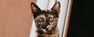 Превью обои кот, взгляд, питомец, окно