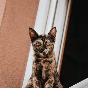 Превью обои кот, взгляд, питомец, окно
