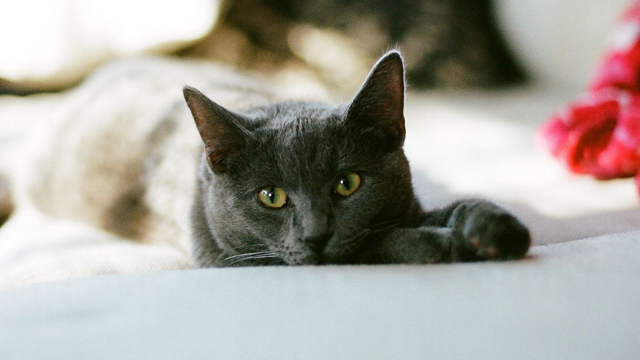 Обои кот, взгляд, питомец, сонный